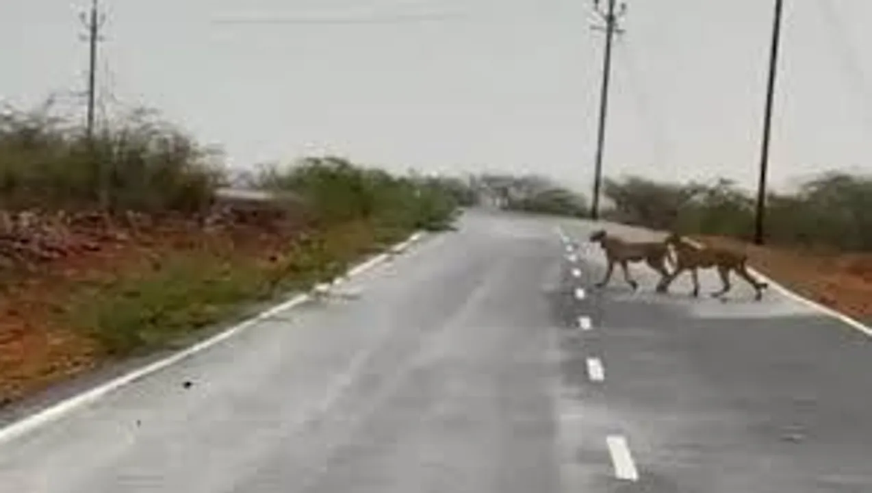  kuno-se-muraina-pahunche-5-cheetah-gramin-satark 