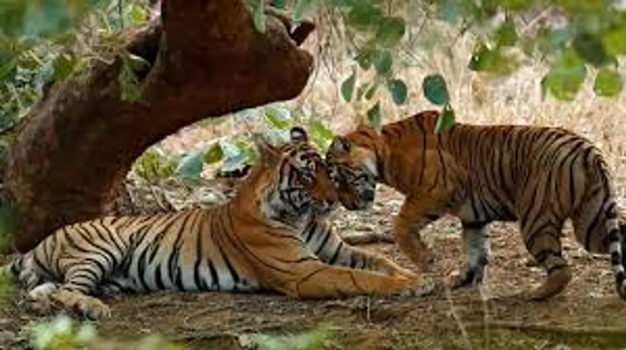 pench-national-park-core-area-closed-monsoon-2025pench-national-park-core-area-closed-monsoon-2025 