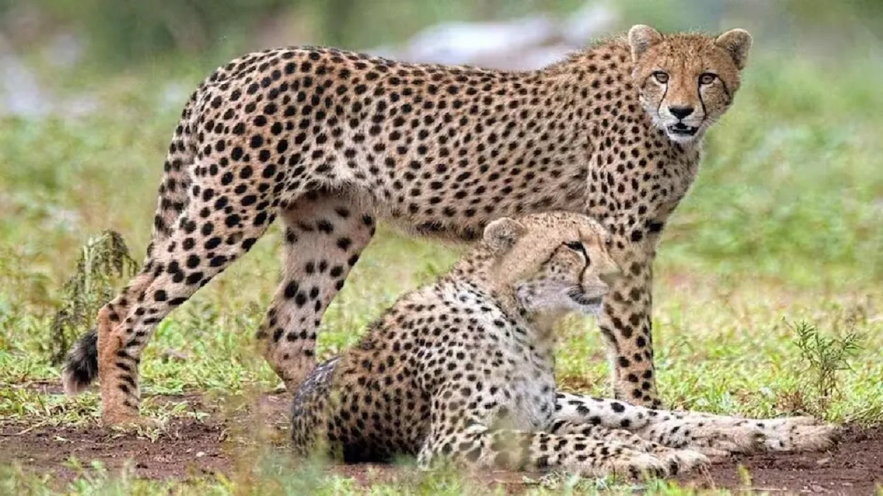  botswana-cheetahs-for-india-2025 