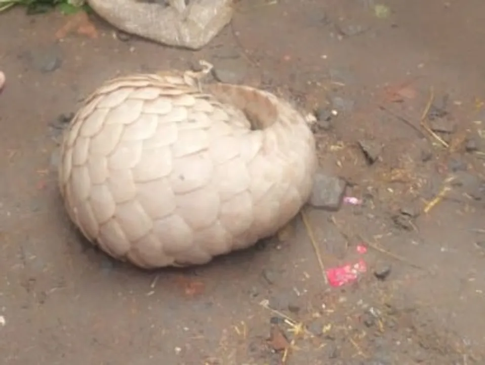   rare-pangolin-found-in-ratlam-forest-department-rescued 