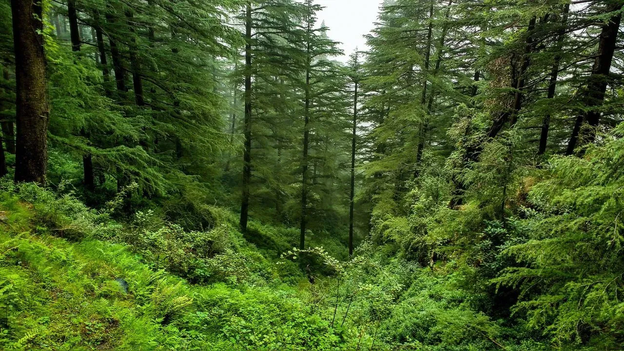  india-ranks-9th-in-global-forest-area-2025 