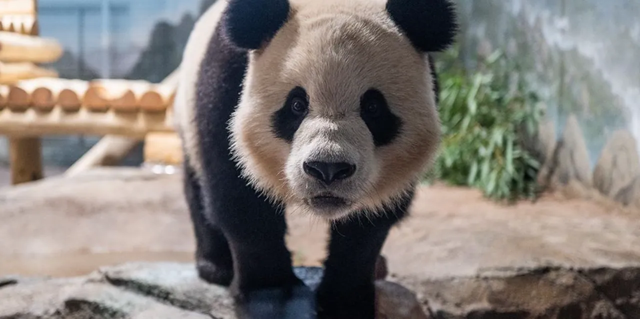 'Panda express' delivers pandas from China to the US