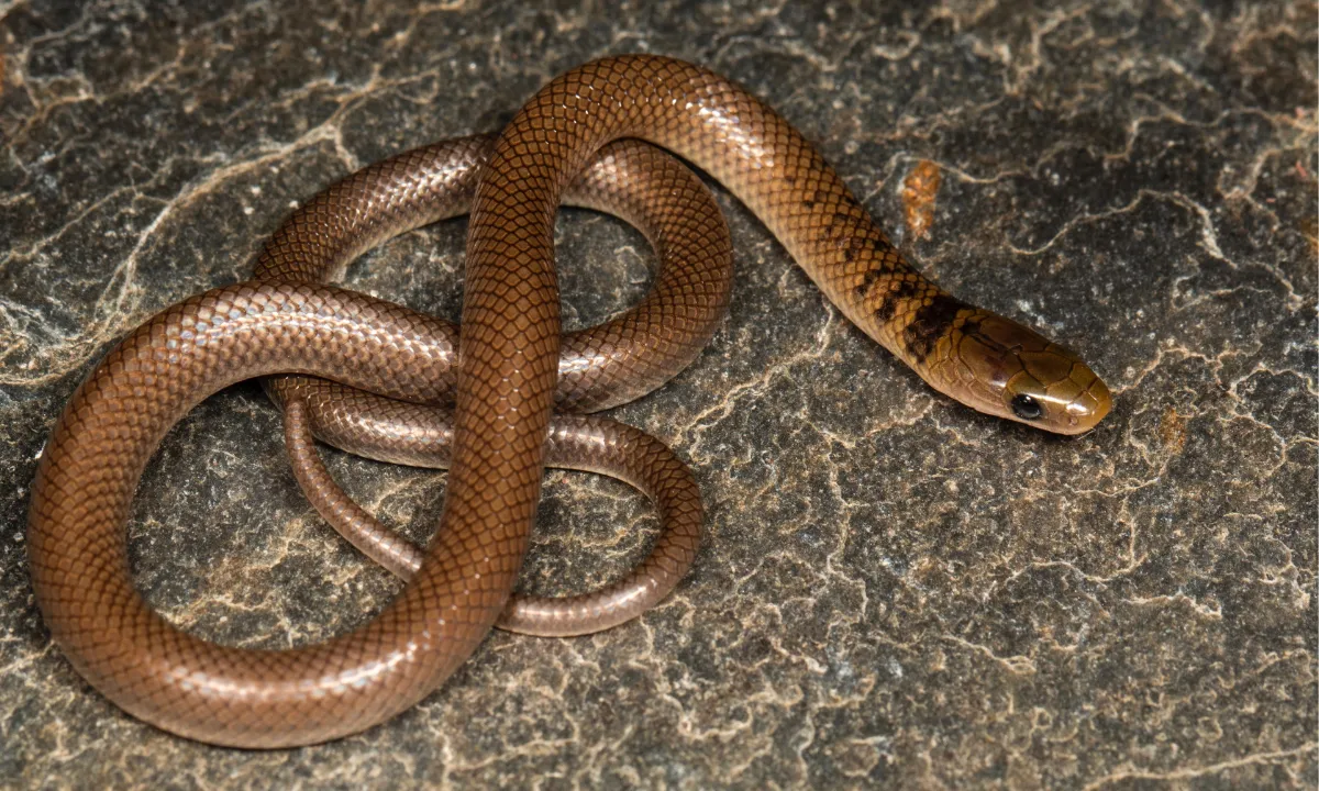  Newly discovered snake species in Himalayas named after Leonardo DiCaprio