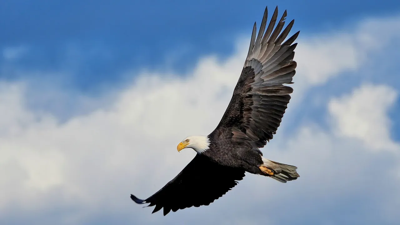  [Source- All About Birds] 