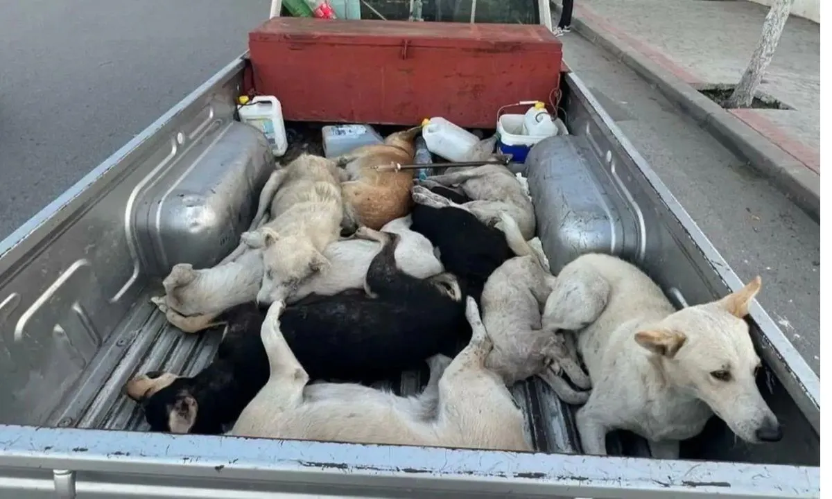  The plan by Morocco to kill millions of stray dogs has been made public, and it's causing a massive uproar. Photograph: (NewsBytes) 