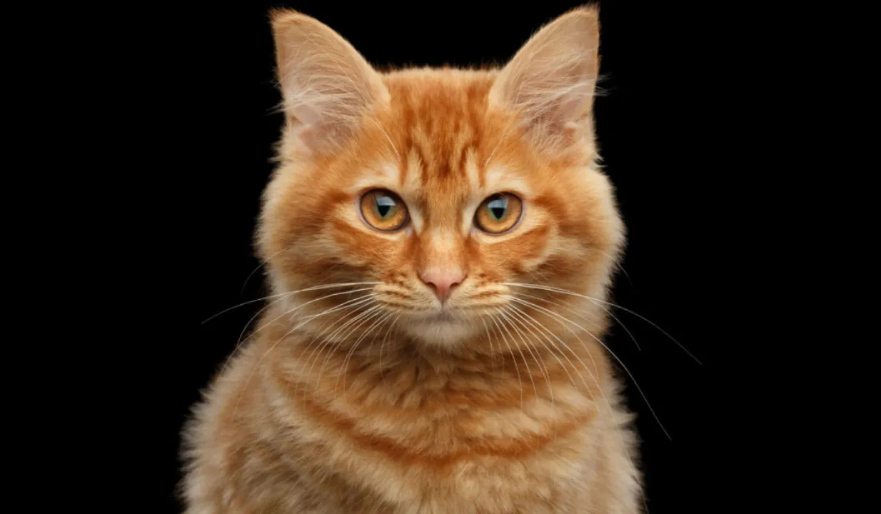  Orange cat: [Source: a-z animals] 