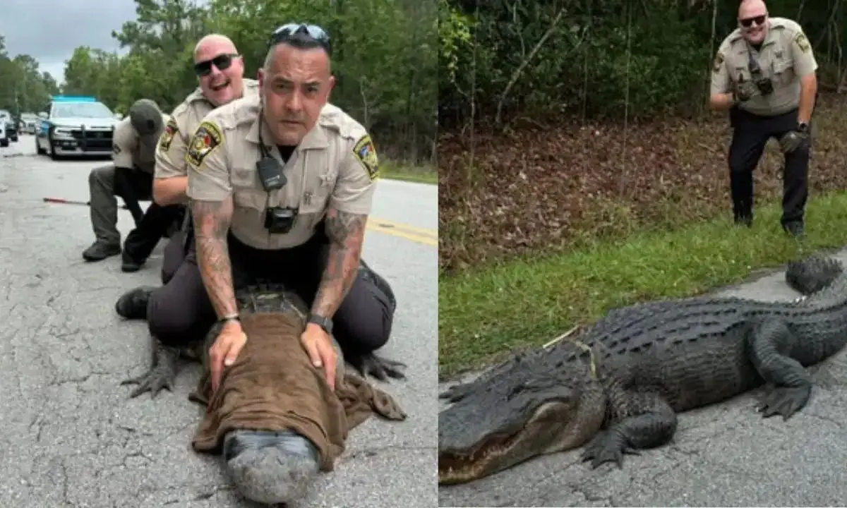  Photograph: (Onslow Count Sheriff's Office/Facebook) 