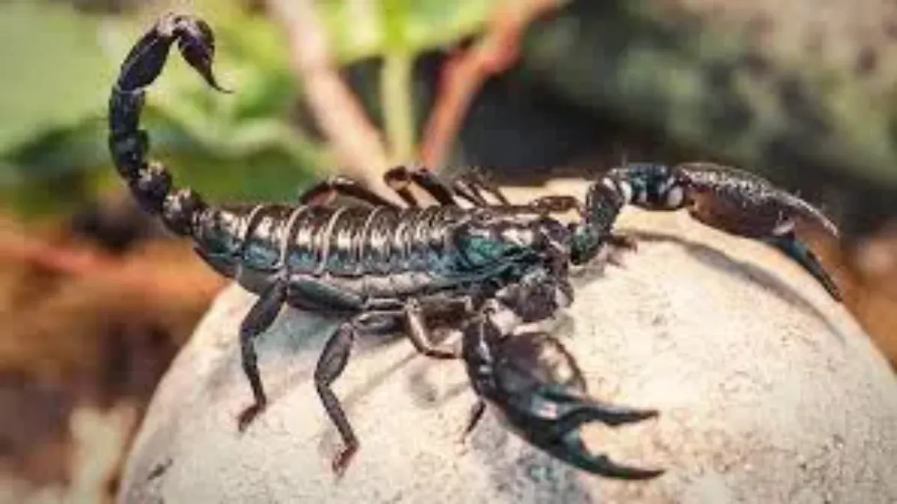  scorpio Photograph: (The Daily Guardian) 