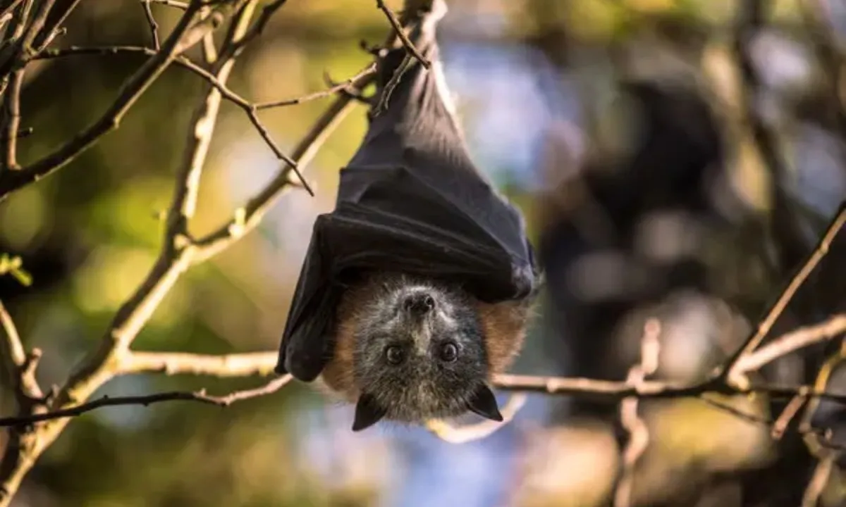  Scientists from China and the University of Sydney examined kidney samples from 142 bats. Photograph: (Wesley Allsbrook/ The New York Times) 
