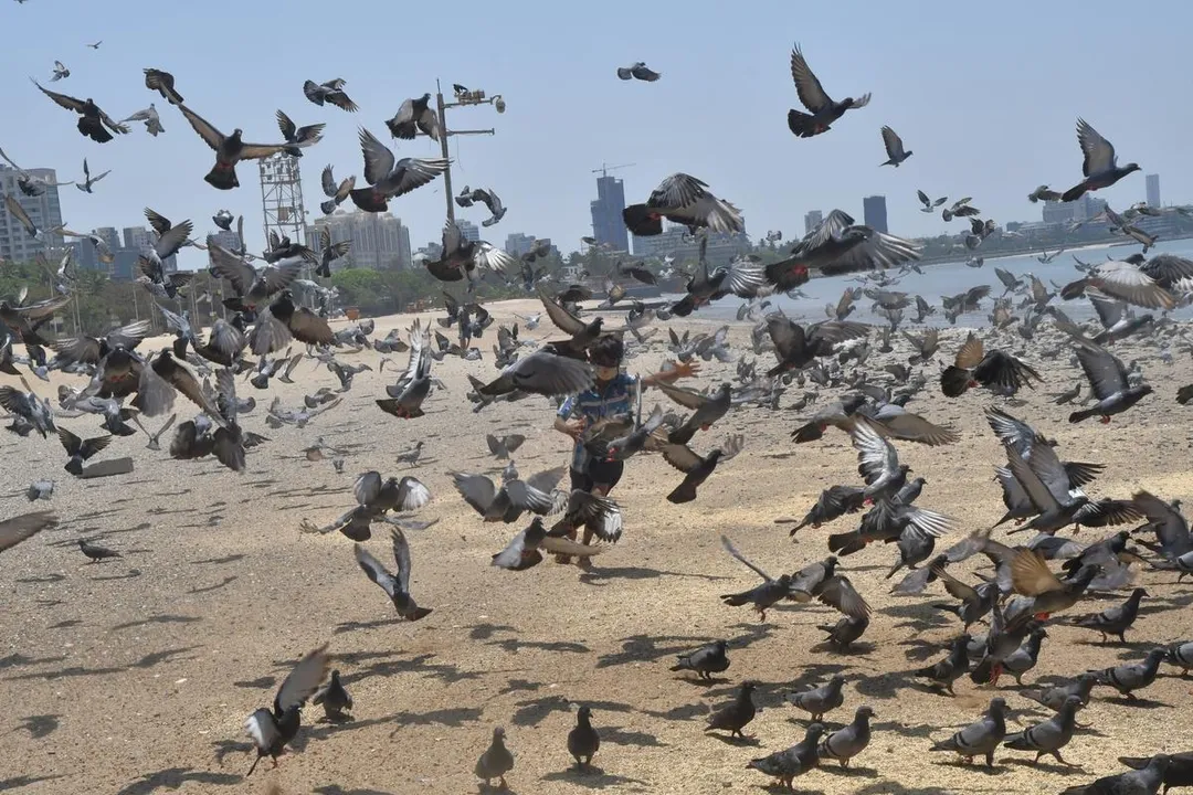  Photograph: (Vivek Bendre) 