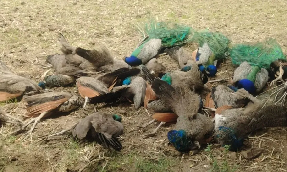  The dead birds include three males and 17 females. Photograph: (NDTV) 