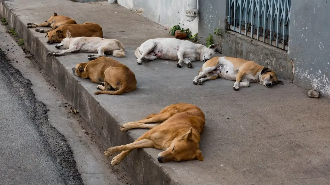  Photograph: (NewsMeter) 