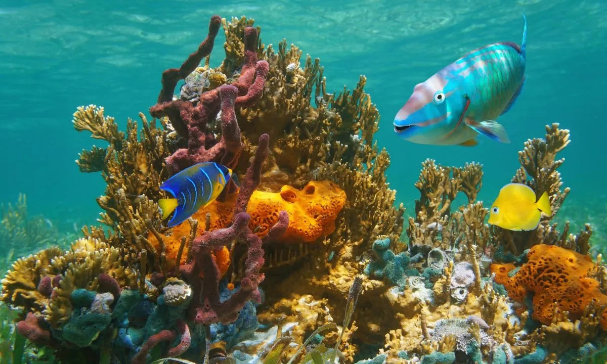 Andaman to get India’s first research centre for studying underwater sea creatures