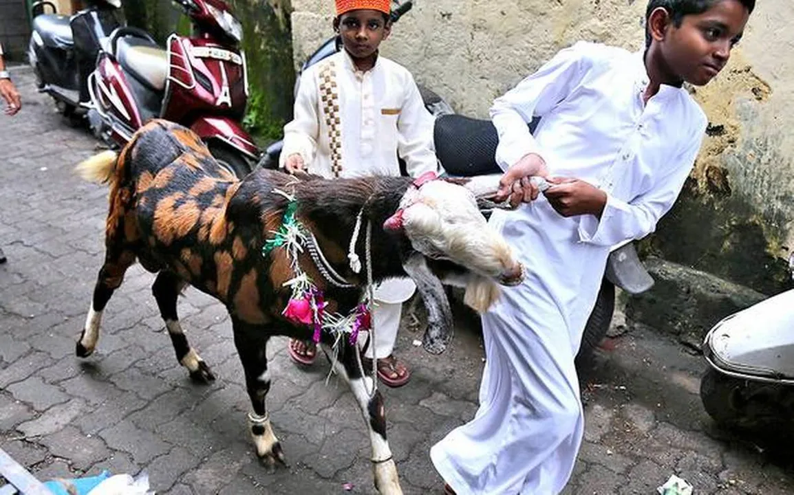  'How to slaughter goats kindly': PETA India supports killing of animals on Eid.
