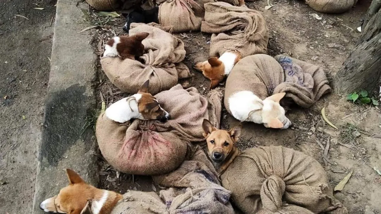  Beef Ban is Fascism while Dog Meat ban in Nagaland is welcomed: Hypocrisy of 'animal lovers'