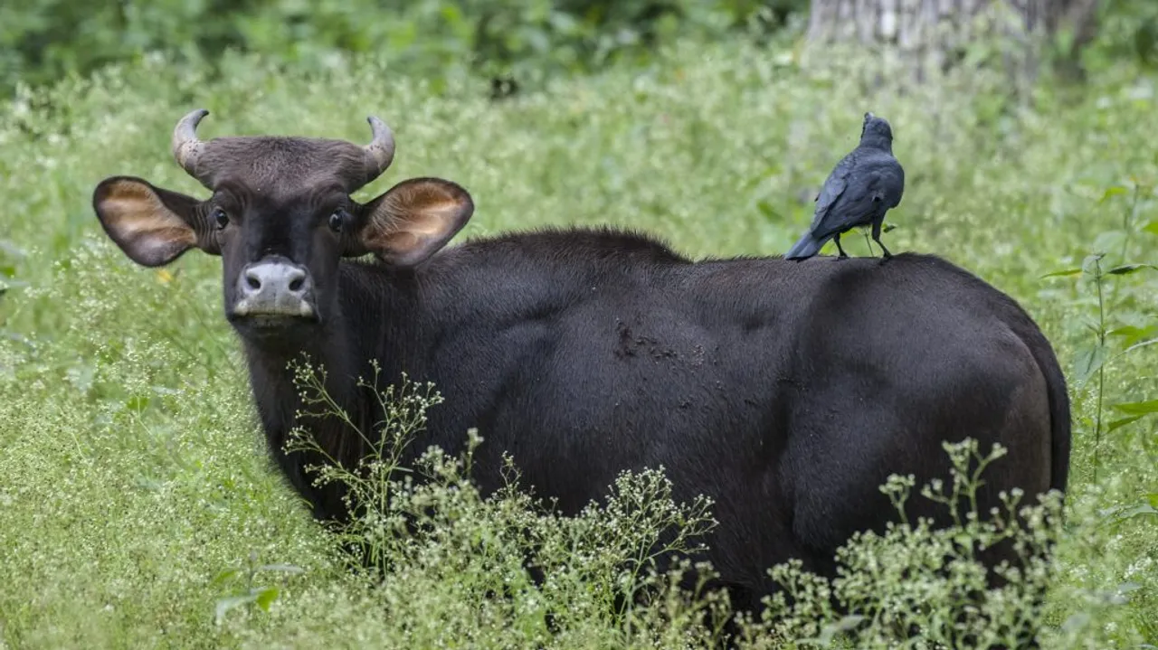  After pregnant elephant, pregnant wild buffalo killed in Kerala, fetus eaten by brutes