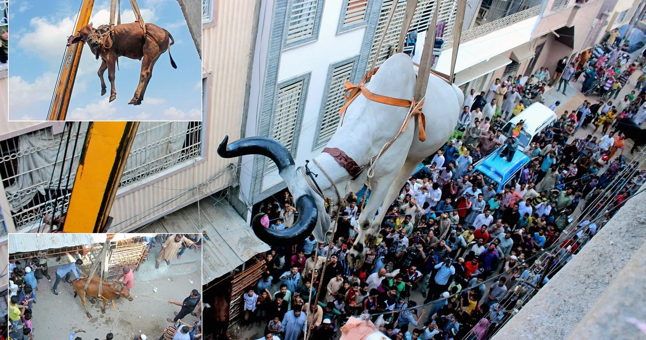  Animal cruelty in the name of religion: Cow airlifted in the streets, falls down to death on Bakri Eid | Watch