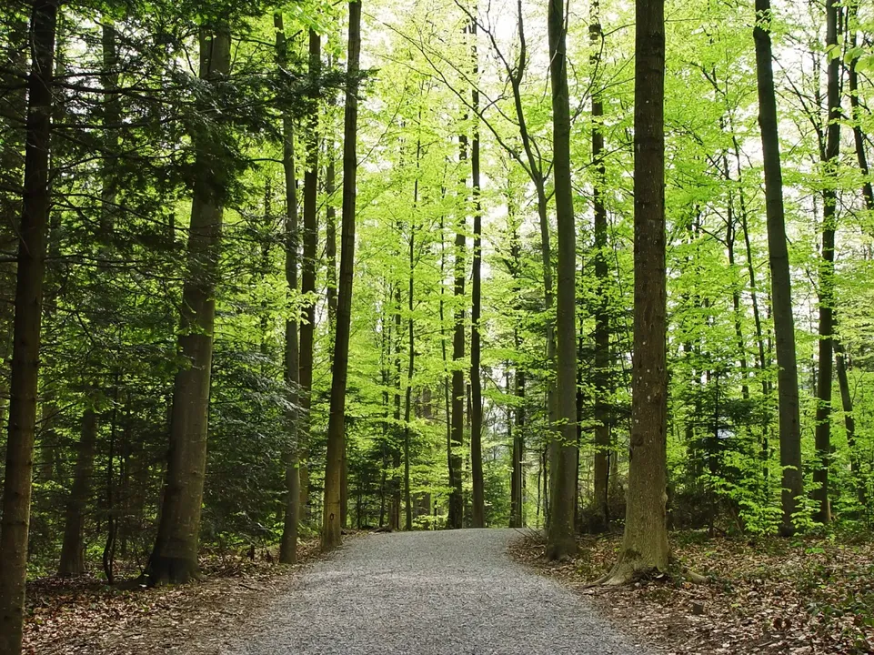  Fresh lungs for the city: Four new forests being developed in Delhi for cleaner air