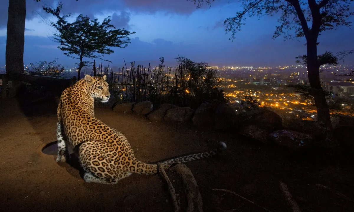  India’s Leopard population rises over 60% since 2014 to 12,852