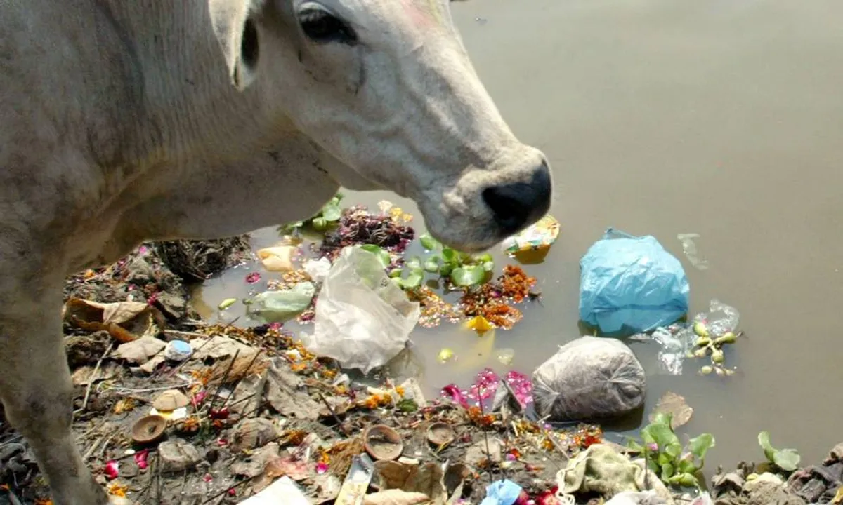  Pregnant Cow, baby die in Haryana: 71 Kgs of Plastic, Iron Waste found in stomach during Autopsy