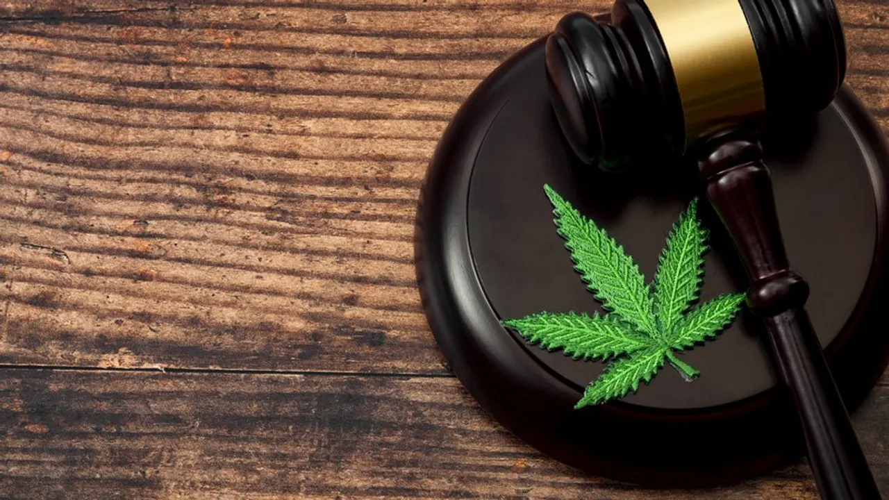  Himachal to legalise cannabis cultivation to boost economy after Uttarakhand and Madhya Pradesh