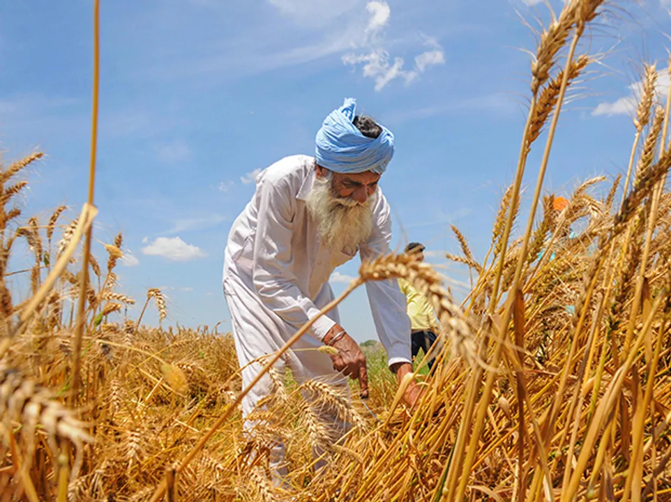  Direct MSP transfers to Punjab & Haryana farmers begin: Rs 749 crore paid so far, 54.5 lakh tonnes of wheat procured