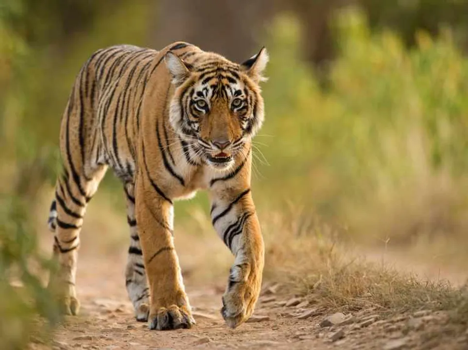  Pregnant tigress brutally killed by poachers in Maharashtra
