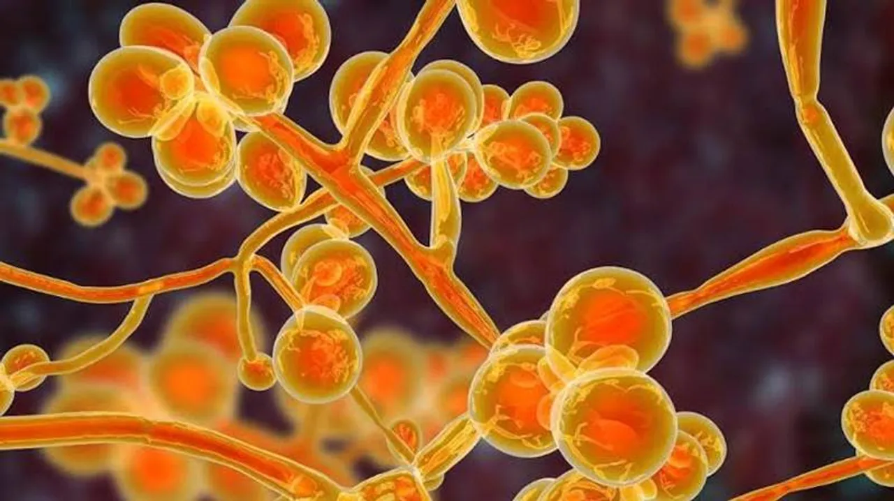  After Black and White Fungus, now first case of Yellow Fungus reported in UP