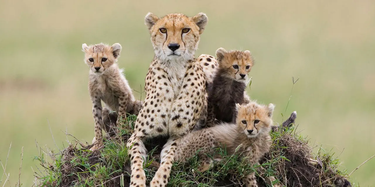  Cheetah to be bought from Africa for their reintroduction in Indian wildlife