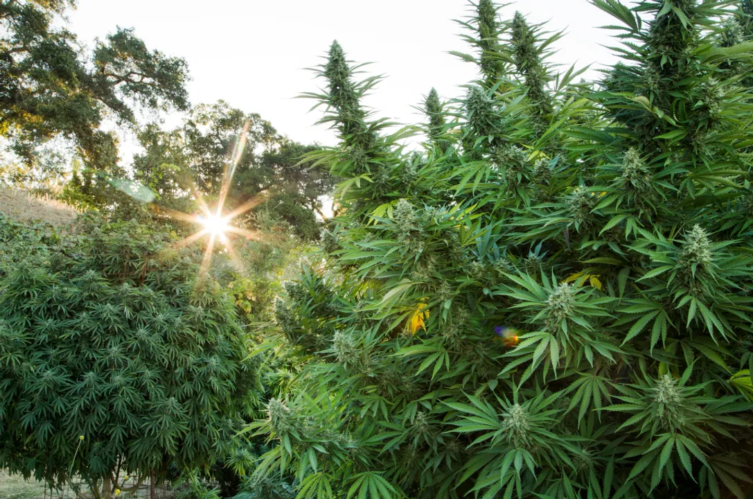  Tired of losses, Maharashtra Farmer decides to grow Cannabis on his  farm as it has ‘huge profit & demand’