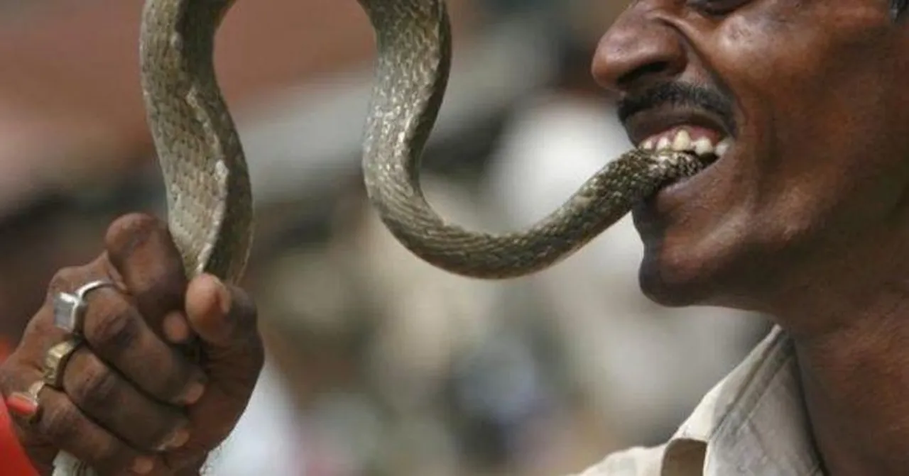  Venomous snake bites Odisha man, he bites back in ‘revenge’: Reptile dies but man survives