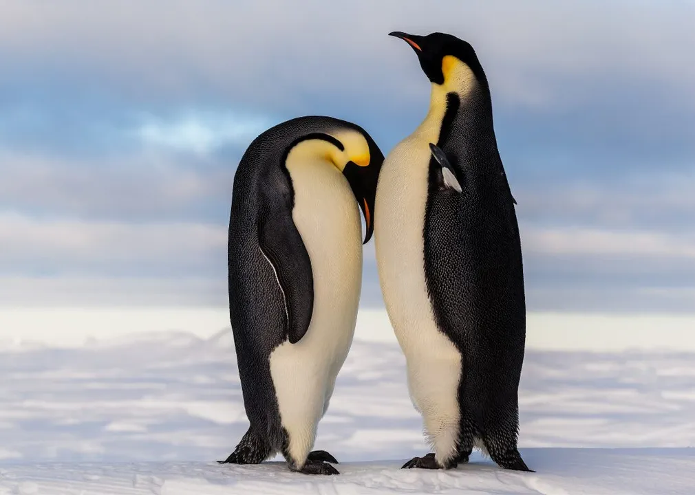  Scientists claim Penguins 'might be aliens', after discovering chemical from Venus found in the bird’s feces