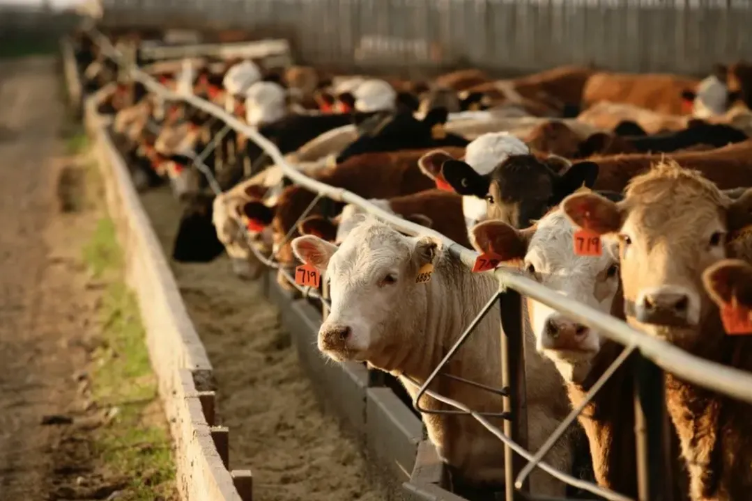  Meat production is responsible for nearly 60% of Greenhouse Gas Emissions from food productions
