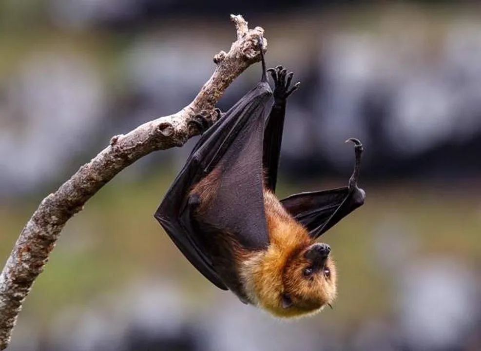  Battered by COVID-19, Kerala is now on alert due to Nipah Virus, worrying Karnataka & Tamil Nadu