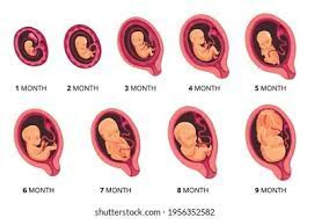  Abortion limit increased to 24 weeks of pregnancy for special cases