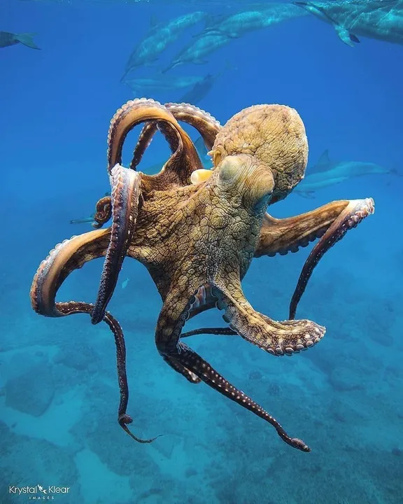  Octopuses are alien from outer space, may have fallen on Earth in Bolides millions of years ago: Study