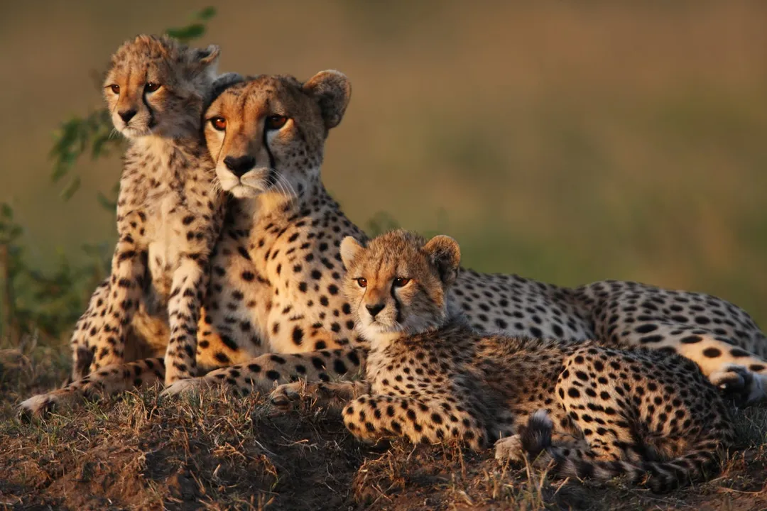  Cheetahs to return in India 75 years after extinction: MP's Kuno Park is new home to the big cats from Africa soon