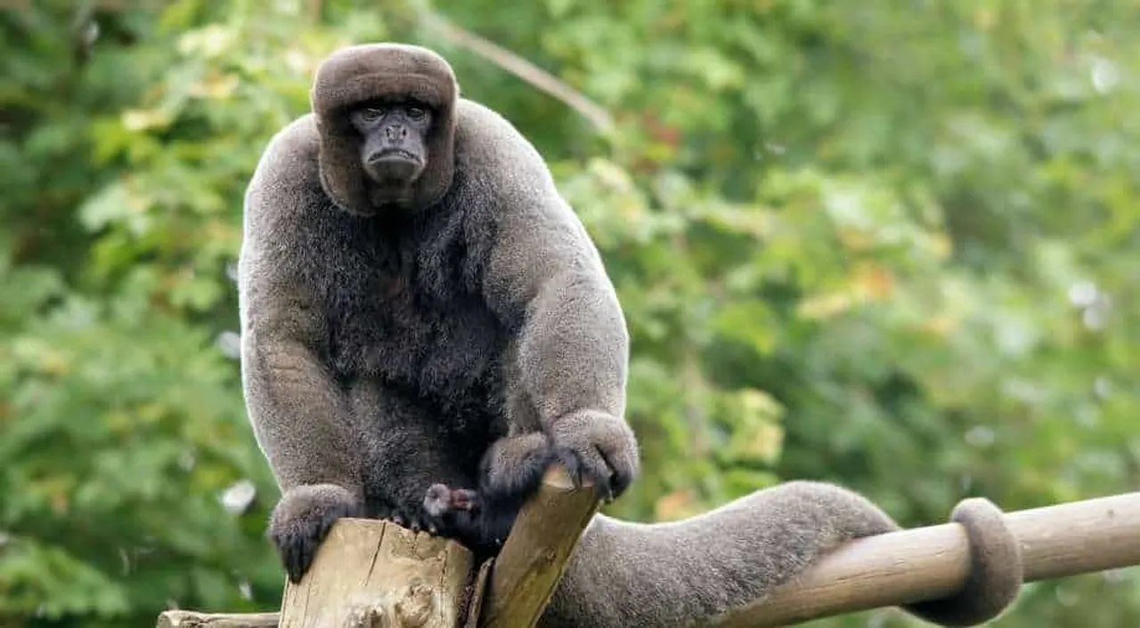  South American nation, Ecuador, becomes first in the world to expand legal rights to wild animals 