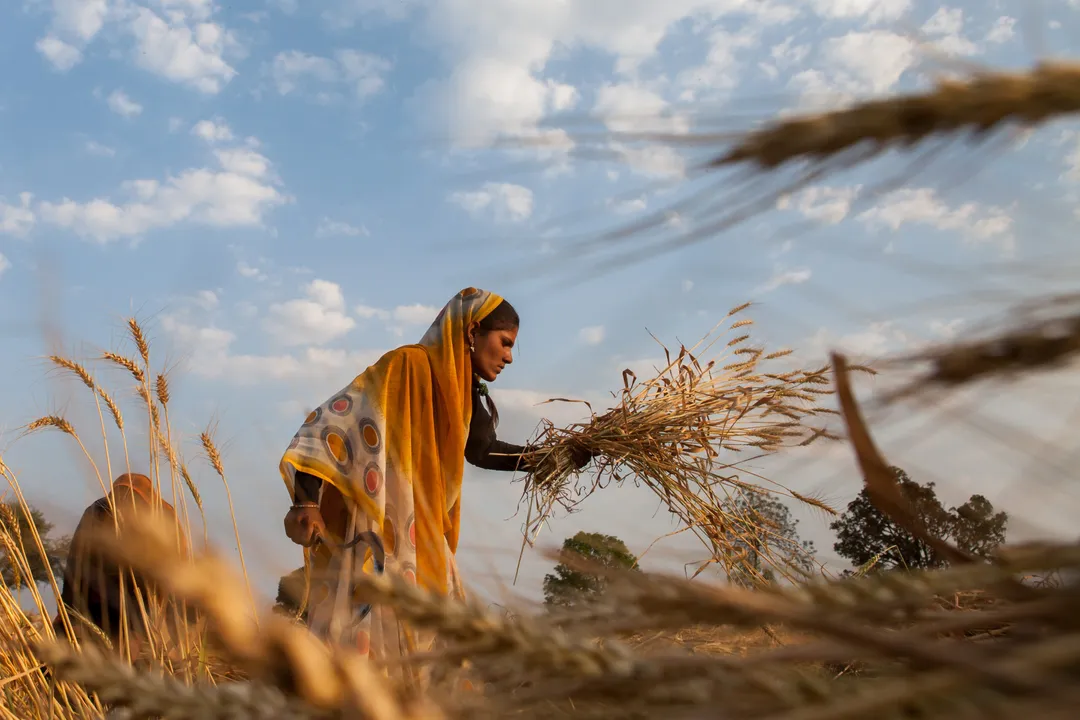  India bans wheat exports amid growing global food grain crisis and low output