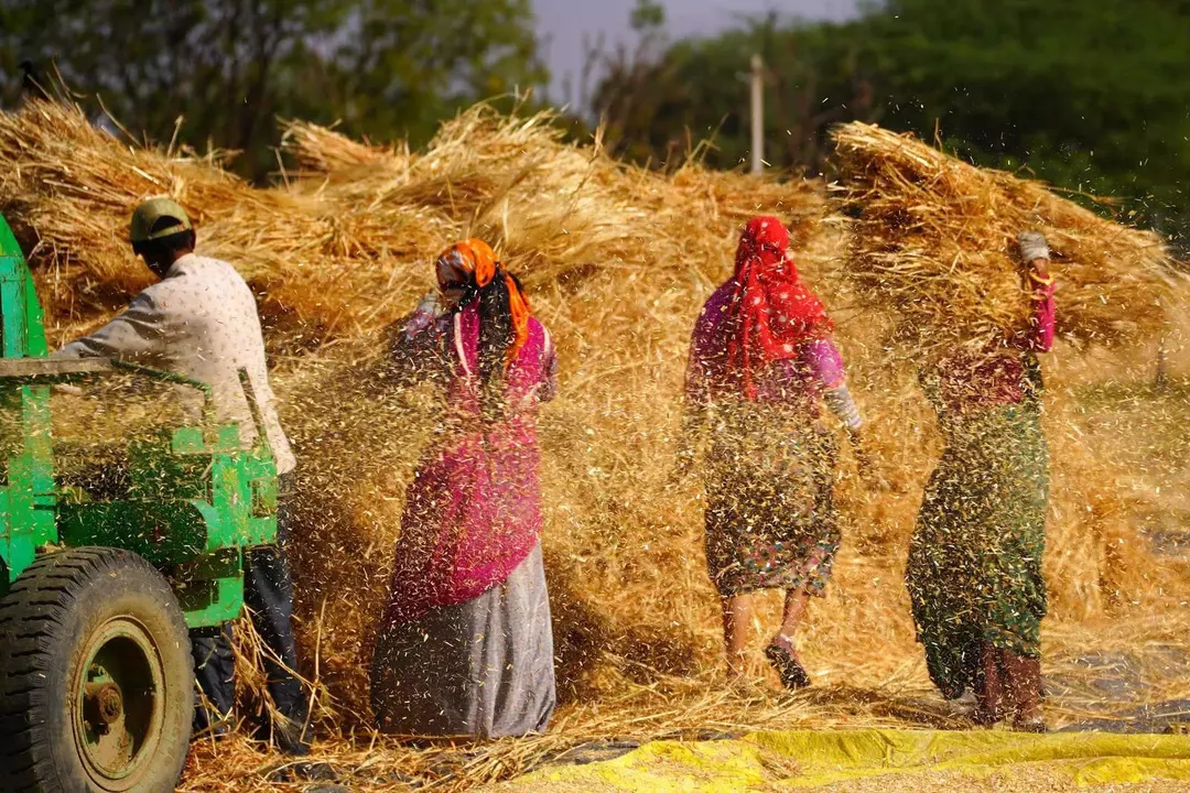  Record wheat export for India; experts caution amid less production and rising domestic prices