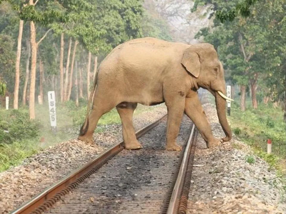  Artificial Intelligence to be deployed for preventing elephant deaths on railway tracks