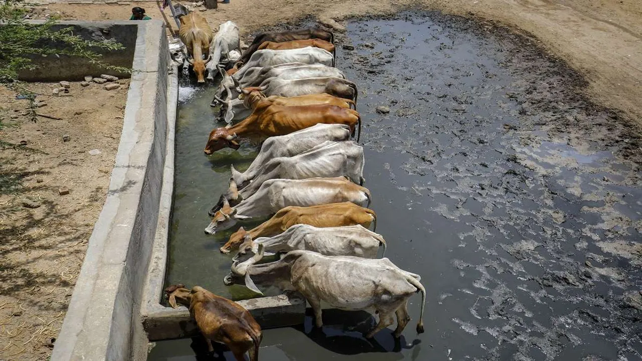  Deadly Lumpy Virus outbreak: 85,000 cattle have died across India, 20 lakh+ infected but media and govt unbothered