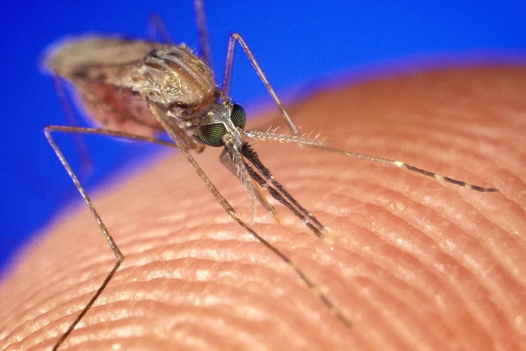  Certain soapy fragrances make you a better target for mosquitoes