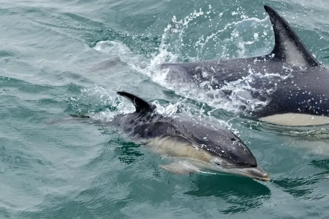  UN adopts landmark treaty to safeguard marine life in high seas