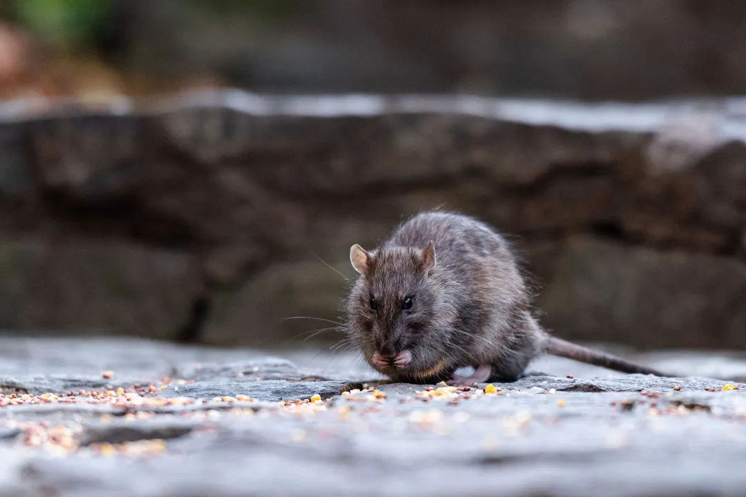  New Zealand plans to kill all rats in the country to preserve birdlife