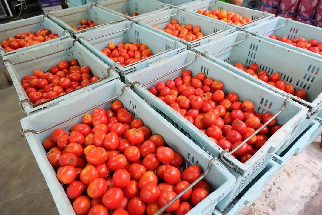  Tomato prices turning red hot in the country, shoots above ₹100 per kilo