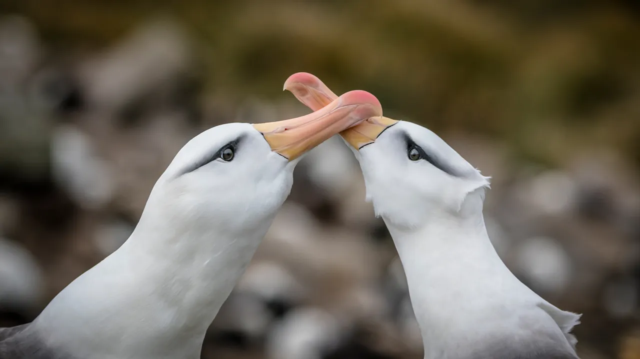  Just like humans, even birds are found to divorce their partners