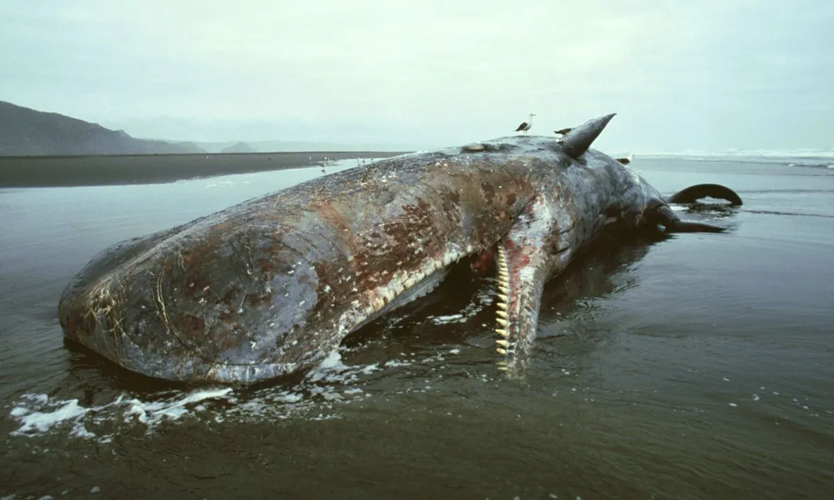  9.5 kilograms of Ambergris found in dead whale in Canary Islands