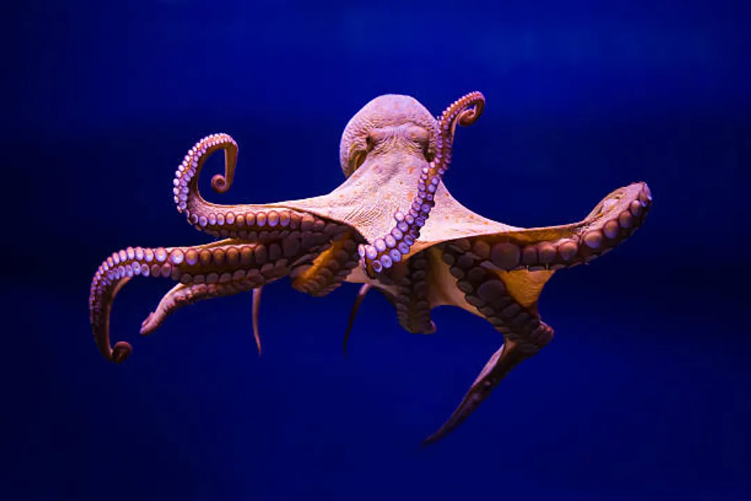  Doctors remove half-eaten octopus from throat of Singapore man