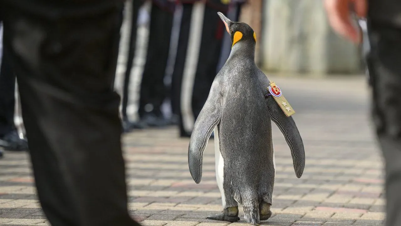  Sir Nils, penguin with the highest rank in the world, is currently a Major General in the Norwegian Army